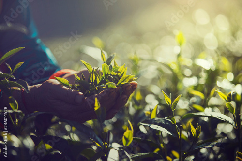 Fotografía Women Hand finger picking up tea leaves at a tea plantation for product , Natural selected , Fresh tea leaves in tea farm in Chiang mai, Thailand