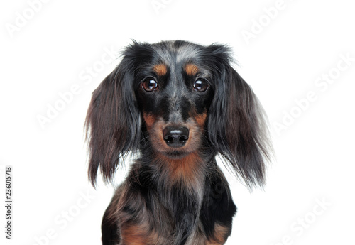 Closeup Head Portrait Of A Long Haired Dachshund Dog In A White