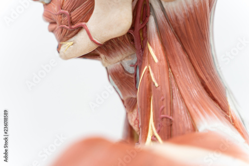 Fototapeta  Human neck muscle for education.