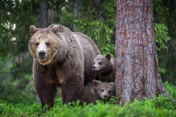 Wall Mural - she-bear and cubs in the summer forest. scientific name: ursus arctos. natural background. natural h