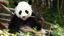 Panda Eating Bamboo In Chiangmai Thailand
