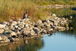 Blue heron by the river before sunset