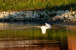 Flying white heron on the river at sunset