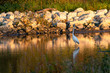 White heron in the water at sunset