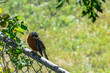 Robin sitting on the fence
