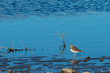 Sandpiper standing in the water