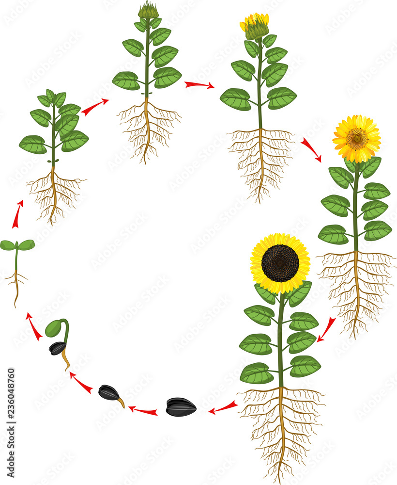 Sunflower life cycle. Growth stages from seed to flowering and fruit ...