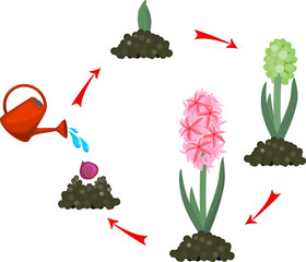 Wall Mural - Hyacinth growth stage. Life cycle of garden hyacinth. Planting and watering garden flowers