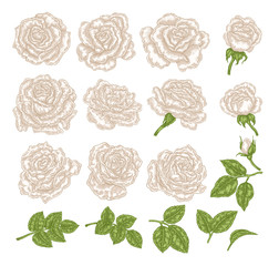 Wall Mural - White roses vector illustration. Hand drawn flowers and leaves. Floral design elements.