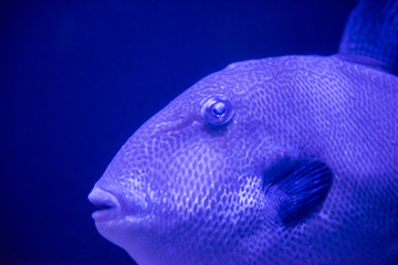 Wall Mural - fish swimming in aquarium