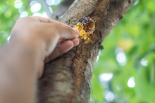 A Person Plucking Resins Gum Sap From The Bark Of A Cherry Tree