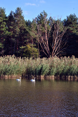 Pine forest and willows on the shore of the lake with two white swans, on a background of blue sky, sunny day, Ukraine