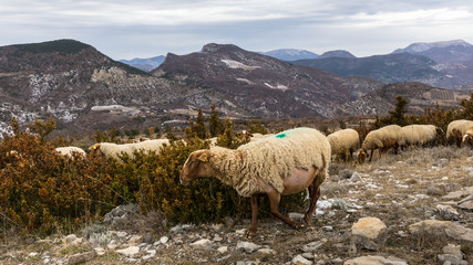 Canvas Print - Troupeau de mouton dans les Baronnies, en Provence