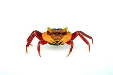 Sticker - Vampirkrabbe (Geosesarma sp.) - vampire crab Yellow arm - 