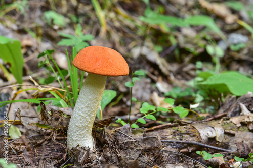 Fotografie, Obraz An edible mushroom Leccinum albostipitatum in the mixed forest, where it grows in association with aspen