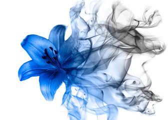 Wall Mural - Beautiful lily flower from smoke