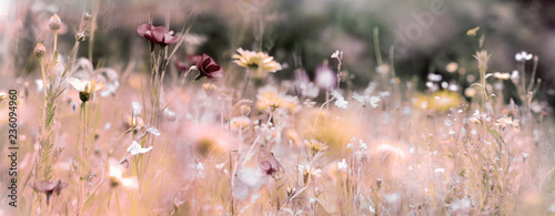 Fotografía wildblumenwiese natur konzept trauer