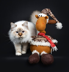 Cute tabby point Sacred Birman cat kitten standing / walking beside  a plush reindeer, looking at camera with blue eyes. Isolated on black background.