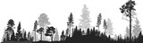 Fototapeta Fototapeta las, drzewa - panorama of high grey fir trees forest on white
