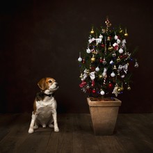 Dog With Christmas Tree