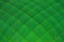 Beautiful Abstract Close Up To Banana's Leaf Green Pattern Background From Tropical Forest.