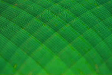 Wall Mural - Beautiful abstract close up to banana's leaf green pattern background from tropical forest.