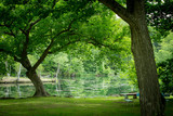 Fototapeta Pomosty - 緑の沼の公園