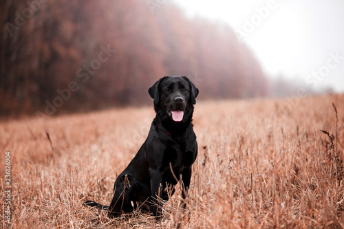 Labrador dog breed in the autumn forest Poster Mural XXL