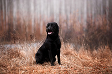 Labrador Dog Breed In The Autumn Forest