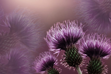 Floral  purple background. Purple thorny thistle flower. A violet flowers on a  light purple  background. Closeup.  Nature.