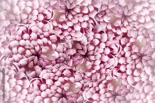 Floral pink background. Pink-white  flowers chrysanthemum close-up.  Flower composition. Nature. © nadya76