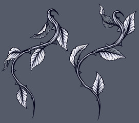 Wall Mural - Graphic detailed black and white rose branch, stem with leaves and thorns. Isolated on gray background. Vector icon set. Vol. 4