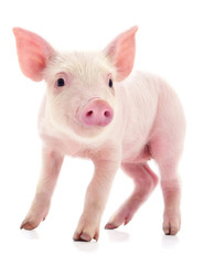 small pink pig isolated.