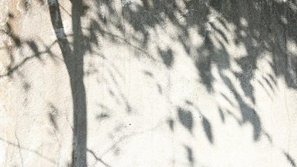 Leaves  shadow on the wall, chiangmai  Thailand
