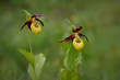 Cypripedium calceolus - lady's-slipper orchid