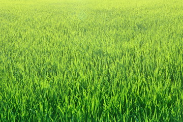 Wall Mural - Top view of beautiful fresh green rice leaves field textured in Thailand, can use for background, concept spring season