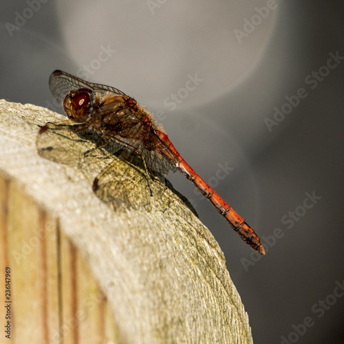 Fotografia, Obraz The Red Veined Darter (Sympetrum fonscolombii) At Rest