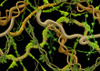 © incomible - Twisted wild lianas seamless pattern.