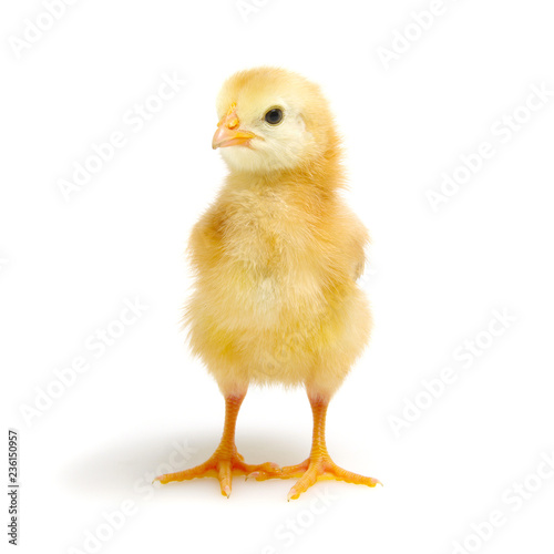 Cuadros en Lienzo little newborn chickens isolated on white background