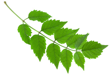 Tecoma leaf closeup on white