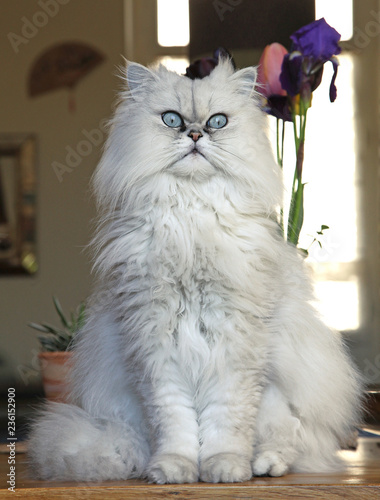 Chat Persan Chinchilla Stock Photo Adobe Stock Chat Persan Chinchilla Stock Photo Adobe Stock