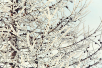 Wall Mural - tree branches covered with snow. winter background