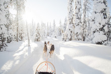 Dog Sledding In Lapland.