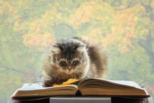 Beautiful Gray Cat With Glasses Reading A Book