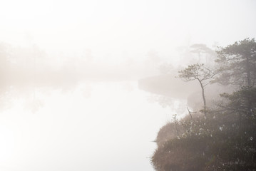 Autumn landscape. Morning fog, swamp and forest in the background. Kemeri, Latvia