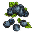 blueberries, bilberry