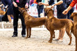 Rhodesian ridgebacks being presented to the judge at the dog show. 