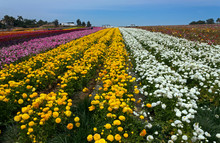 Rows Of Colorful Flowers