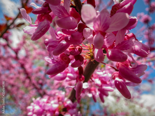 Fotografie, Obraz Purple spring blossom of Eastern Redbud or Eastern Redbud in sunny garden