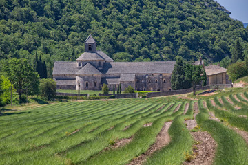 Abbaye Notre-Dame de Senanque Cistercian abbey surrounded by lavender fields near Gordes, Gordes, Provence, Luberon, Vaucluse, France